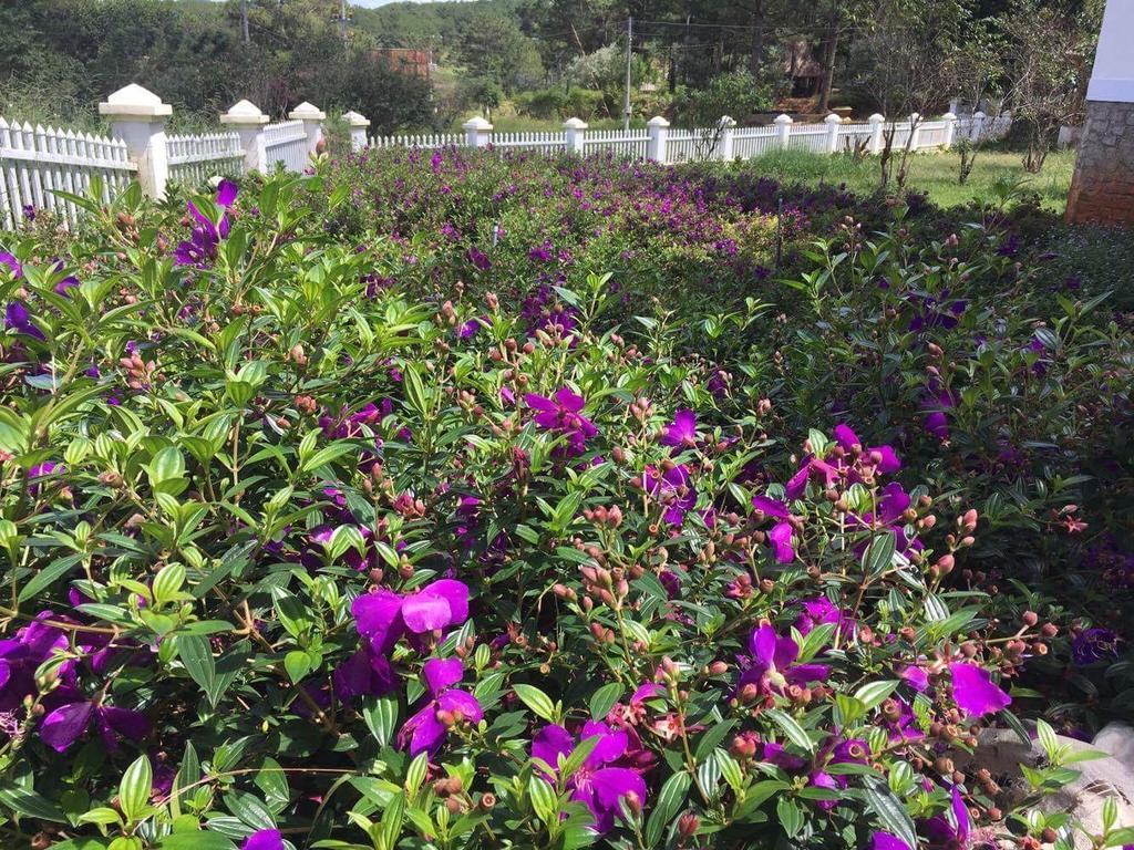 Romeo & Juliet Guesthouse Dalat ภายนอก รูปภาพ